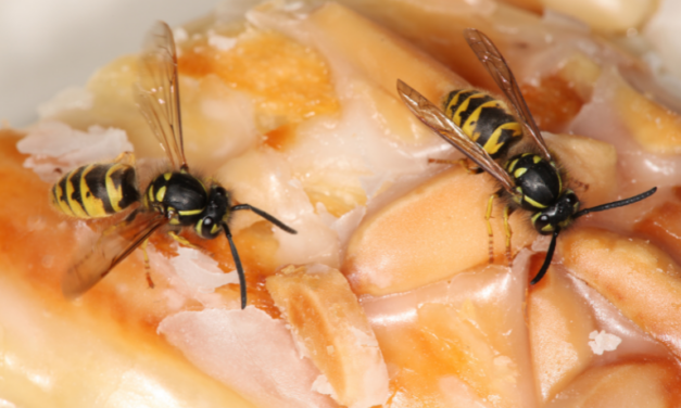 Effektive Wespenabwehr für Senioren: Sprühflasche & Wasser