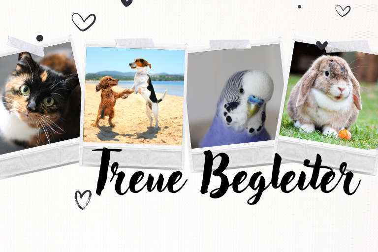 Die vier besten Haustiere für Senioren – treue Begleiter für ein erfülltes Leben 